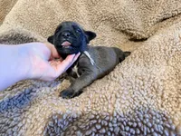 Gray collar fawn m, a male English Mastiff for sale in Peyton, CO – 3 of 6