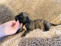 Brindle male , a male English Mastiff for sale in Peyton, CO – 4 of 10