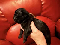 Sage collar , a male Pug for sale in Peyton, CO – 1 of 6