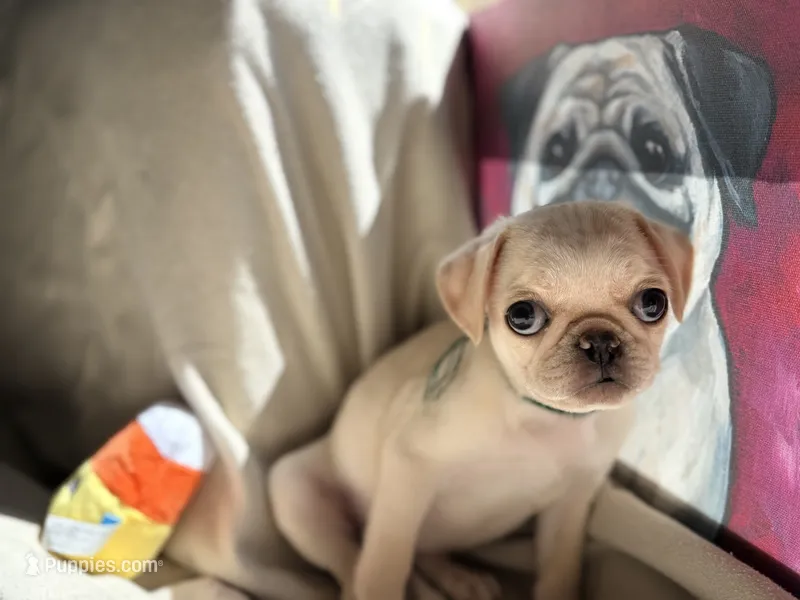 Green collar white female  – Pug puppy for sale in Peyton, CO