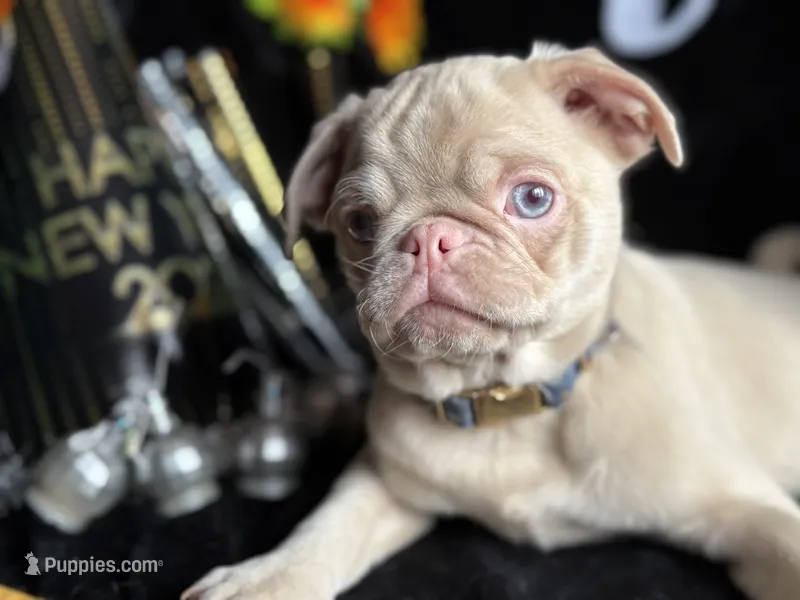 Fiji pink & tan brindle point