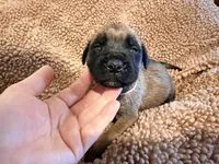 Yellow collar fawn m, a male English Mastiff for sale in Peyton, CO – 2 of 6