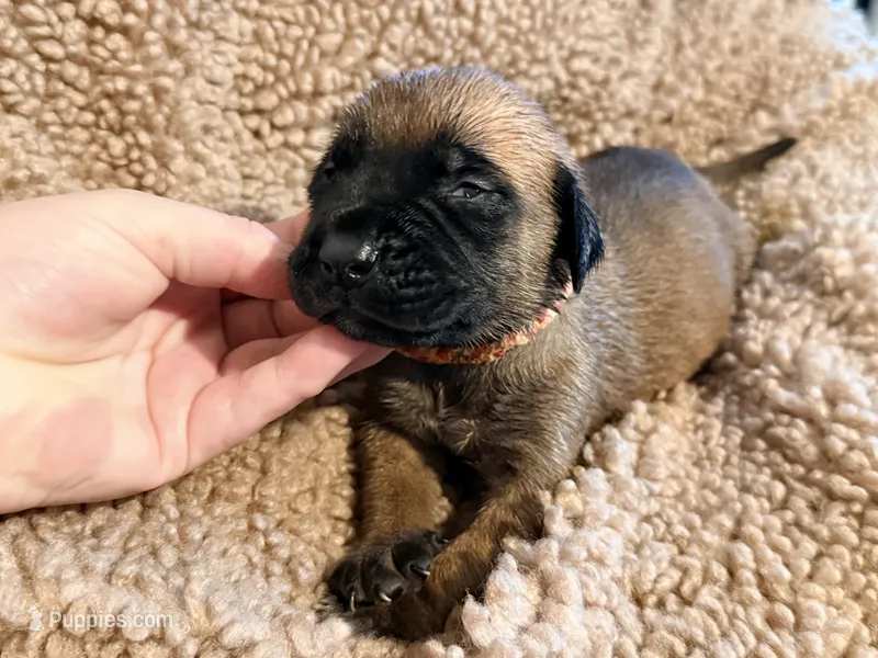 Magenta and pink braided collar apricot female  – English Mastiff puppy for sale in Peyton, CO