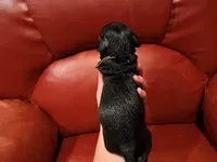 Brown collar , a male Pug for sale in Peyton, CO – 4 of 6