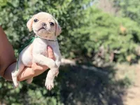 Green collar white female , a female Pug for sale in Peyton, CO – 6 of 10