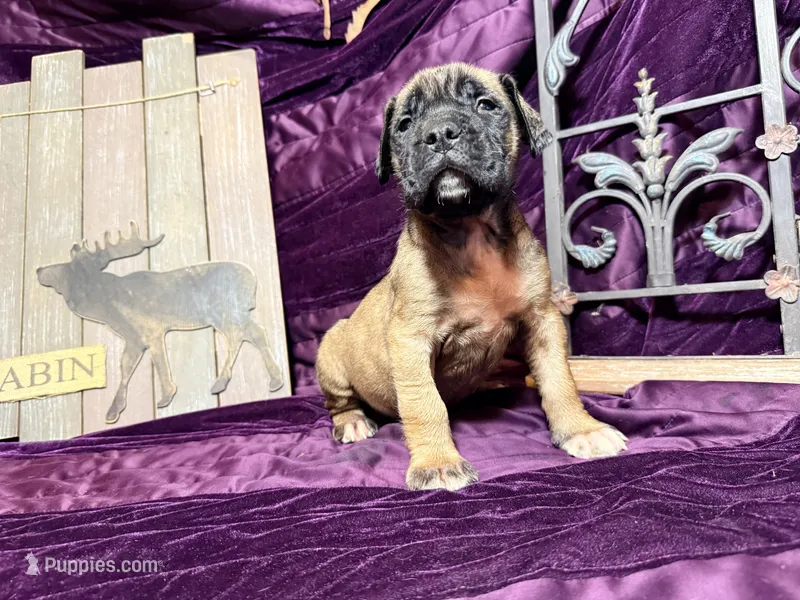 No collar fawn male white toes  – English Mastiff puppy for sale in Peyton, CO