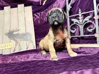 No collar fawn male white toes , a male English Mastiff for sale in Peyton, CO – 2 of 7
