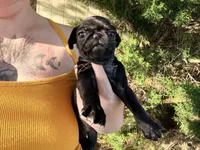 Ready today Brown collar , a male Pug for sale in Peyton, CO – 4 of 10