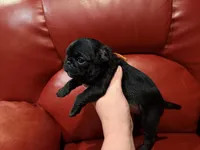 Orange collar Black m, a male Pug for sale in Peyton, CO – 9 of 10