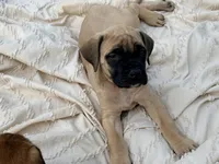 No collar fawn f , a female English Mastiff for sale in Peyton, CO – 7 of 9