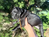 Ready today Orange collar Black m, a male Pug for sale in Peyton, CO – 4 of 10