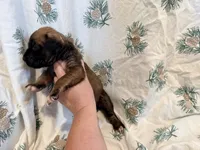 No collar fawn male white toes , a male English Mastiff for sale in Peyton, CO – 4 of 5