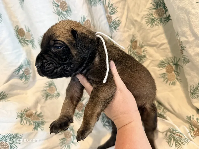 Gray collar fawn m – English Mastiff puppy for sale in Peyton, CO