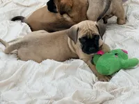 No collar fawn f , a female English Mastiff for sale in Peyton, CO – 1 of 9