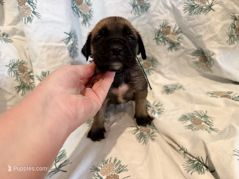 Green collar fawn m – English Mastiff puppy for sale in Peyton, CO