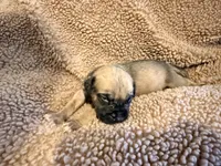 No collar fawn f , a female English Mastiff for sale in Peyton, CO – 3 of 6