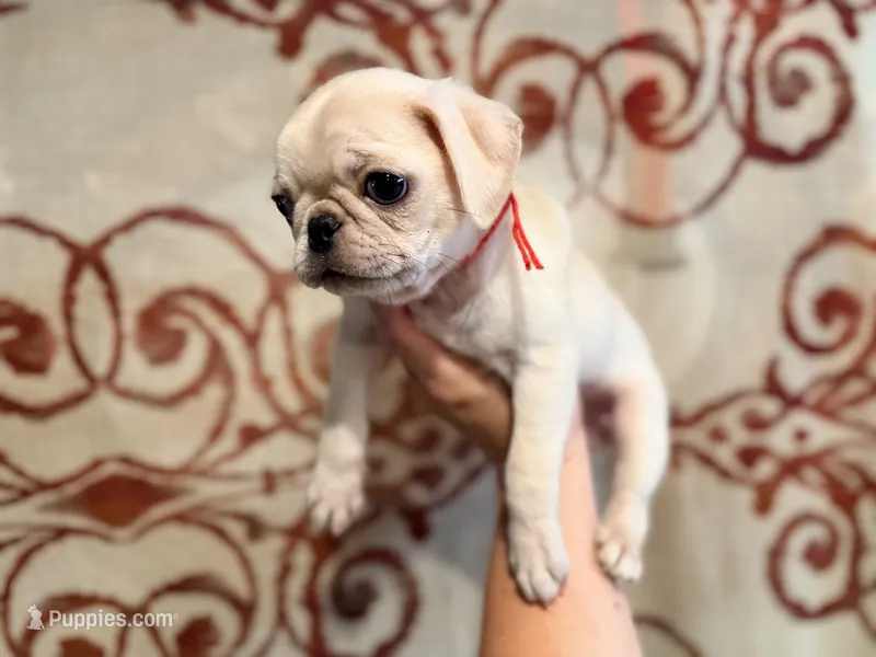 Magenta collar white female  – Pug puppy for sale in Peyton, CO