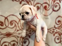 Magenta collar white female , a female Pug for sale in Peyton, CO – 1 of 5
