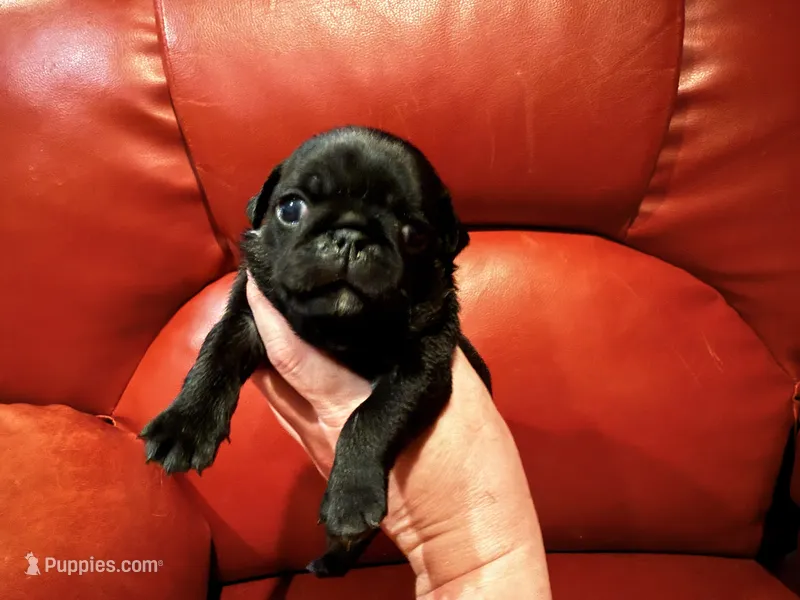 Orange collar Black m – Pug puppy for sale in Peyton, CO