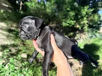 Ready today Brown collar , a male Pug for sale in Peyton, CO – 2 of 10
