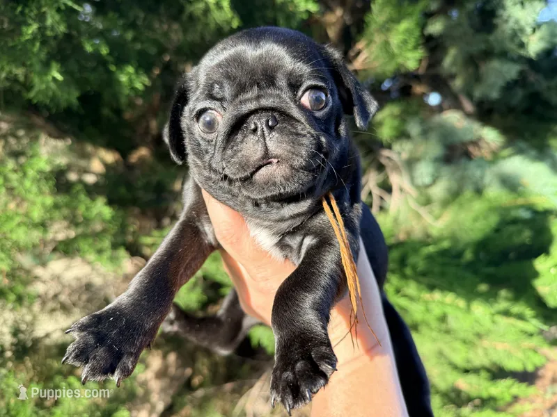 Orange collar Black m – Pug puppy for sale in Peyton, CO