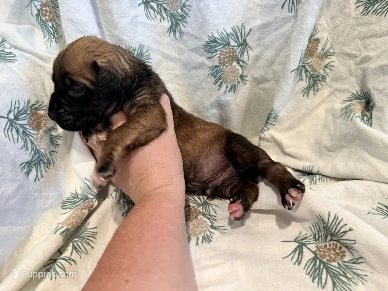 No collar fawn male white toes  – English Mastiff puppy for sale in Peyton, CO
