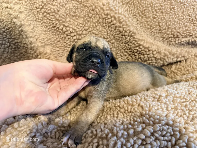 No collar fawn f  – English Mastiff puppy for sale in Peyton, CO