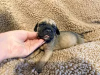 No collar fawn f , a female English Mastiff for sale in Peyton, CO – 1 of 6