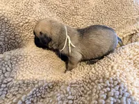 White collar fawn m, a male English Mastiff for sale in Peyton, CO – 5 of 6