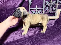 Gray collar fawn m, a male English Mastiff for sale in Peyton, CO – 8 of 10