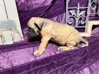 Gray collar fawn m, a male English Mastiff for sale in Peyton, CO – 6 of 10