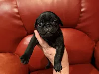 Sage collar , a male Pug for sale in Peyton, CO – 3 of 6