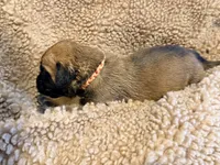 Magenta and pink braided collar apricot female , a female English Mastiff for sale in Peyton, CO – 4 of 6
