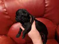 Brown collar , a male Pug for sale in Peyton, CO – 5 of 6