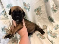 Green collar fawn m, a male English Mastiff for sale in Peyton, CO – 3 of 6