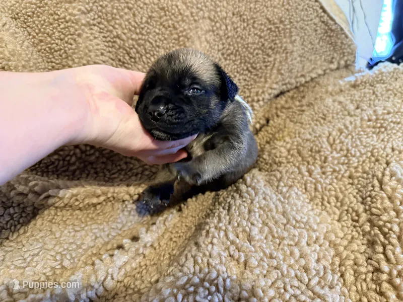 Gray collar fawn m – English Mastiff puppy for sale in Peyton, CO