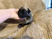 Gray collar fawn m, a male English Mastiff for sale in Peyton, CO – 1 of 6