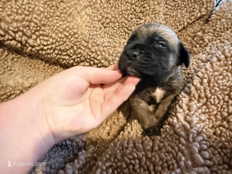 Fawn m sage collar – English Mastiff puppy for sale in Peyton, CO