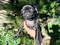 Ready today Brown collar , a male Pug for sale in Peyton, CO – 3 of 10