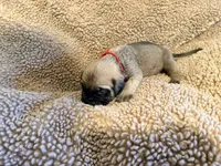 Red collar Fawn male , a male English Mastiff for sale in Peyton, CO – 3 of 6