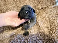 Gray collar fawn m, a male English Mastiff for sale in Peyton, CO – 2 of 6