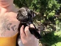 Ready today Sage collar , a male Pug for sale in Peyton, CO – 3 of 10