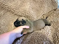 Fawn m sage collar, a male English Mastiff for sale in Peyton, CO – 3 of 6