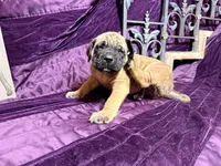 Gray collar fawn m, a male English Mastiff for sale in Peyton, CO – 7 of 10