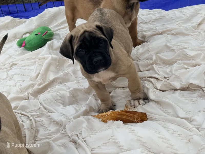No collar fawn male white toes  – English Mastiff puppy for sale in Peyton, CO