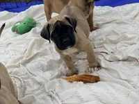 No collar fawn male white toes , a male English Mastiff for sale in Peyton, CO – 1 of 7
