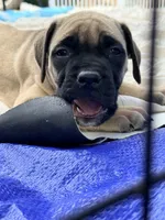 No collar fawn f , a female English Mastiff for sale in Peyton, CO – 6 of 9