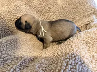 White collar fawn m, a male English Mastiff for sale in Peyton, CO – 4 of 6