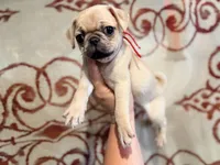 Red collar maskless fawn  female ready now , a female Pug for sale in Peyton, CO – 4 of 6