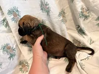 Green collar fawn m, a male English Mastiff for sale in Peyton, CO – 6 of 6